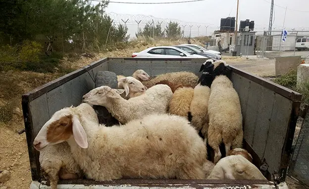 19 כבשים גנובים נתפסו