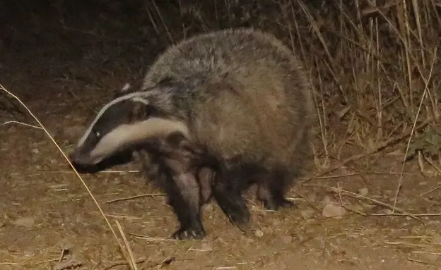 גירית מצויה