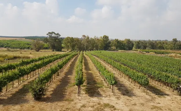 יקב גלאי