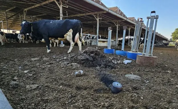 פרות בעוטף נפגעו מרסיסי רקטה