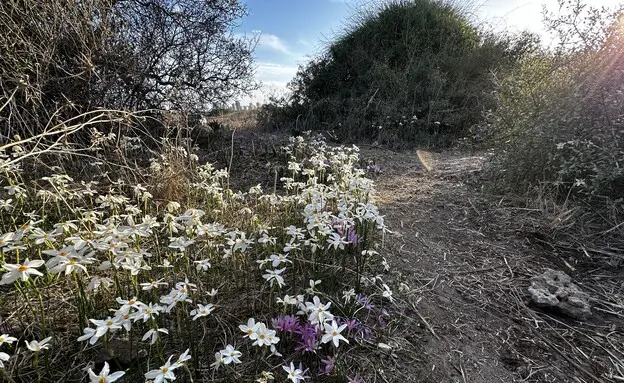 פרחים גבעת האשחרים 